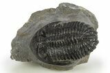 Detailed Hollardops Trilobite Fossil - Ofaten, Morocco #310244-1